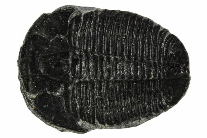 Elrathia Trilobite Fossil - Utah #108642